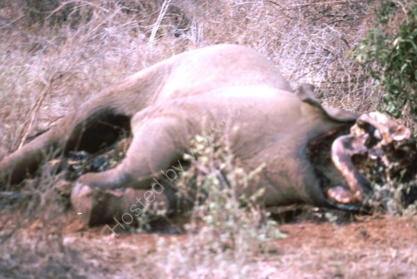 Victim of Poaching for Ivory!